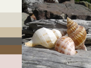 Coastal Inspo for your Hampton Interior