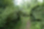 bad forest 3.JPG