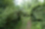 bad forest 3.JPG