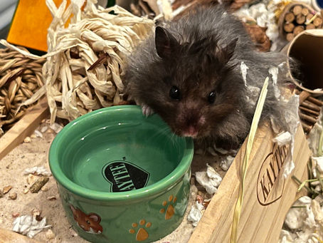 Is a Pet Right For You? Things to Consider Before Adopting 