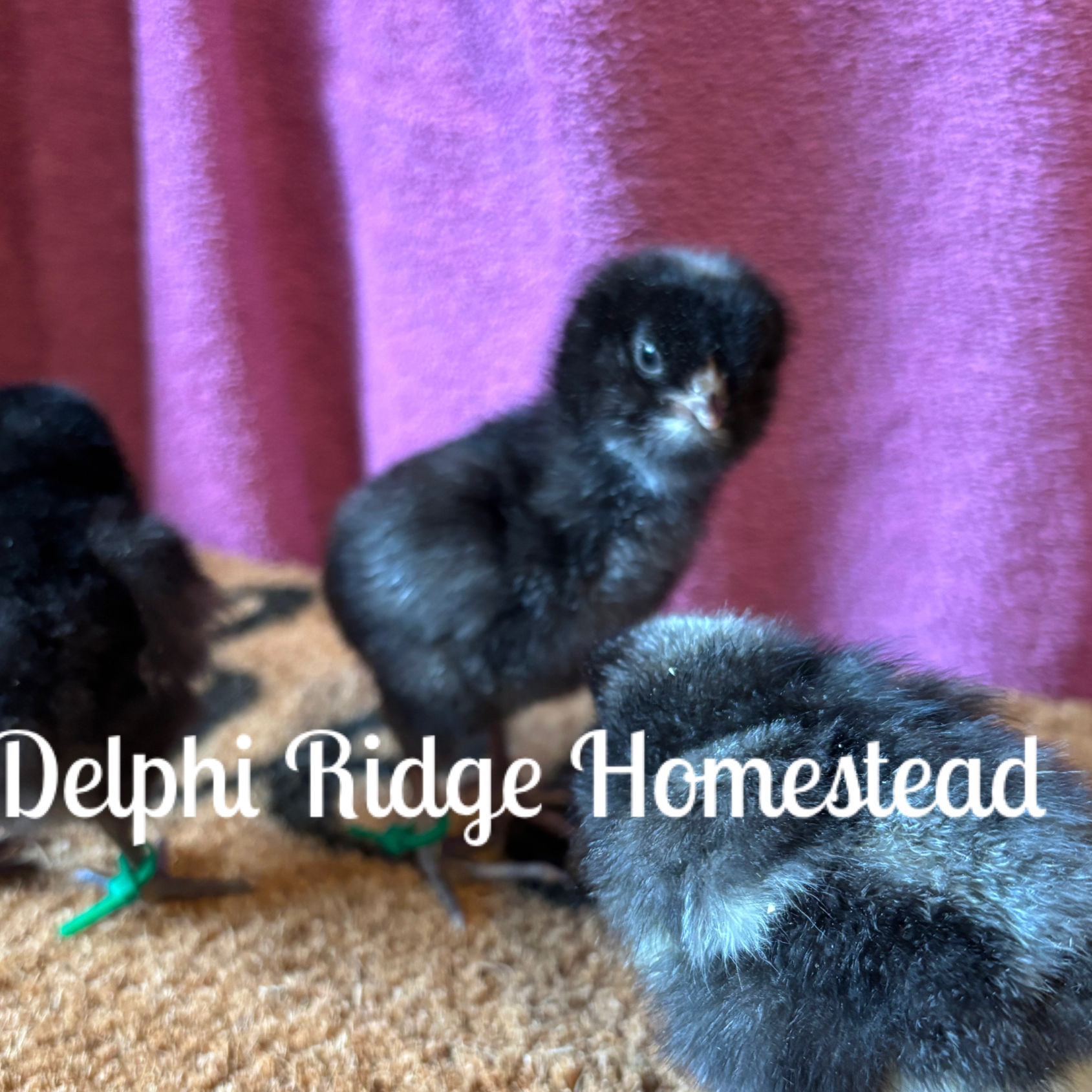 Cuckoo Marans Chicks