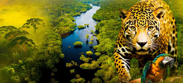 1392e3b3-capa_blog_dia-da-amazonia.jpg