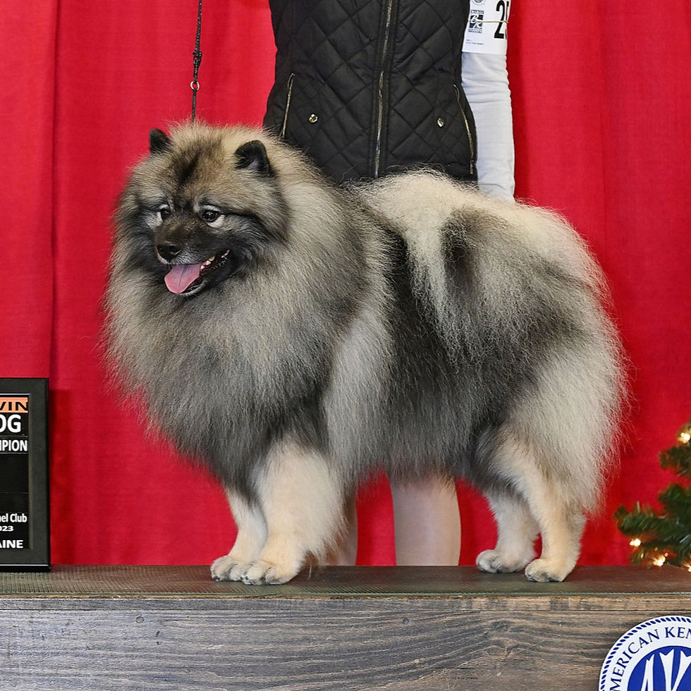 GCH CH Trillium Quadrafoglio