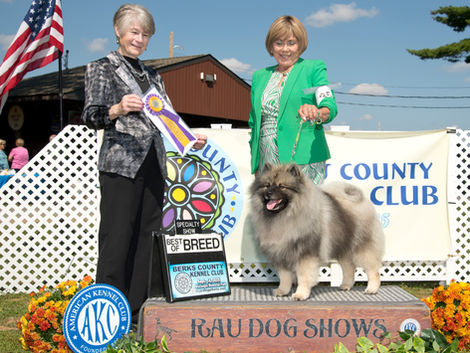 Keeshond Club of the Delaware Valley Specialty #2 - Conformation Results