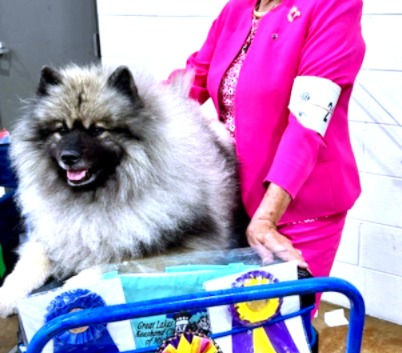 Great Lakes Keeshond Club of Michigan Specialty #1 - Conformation Results