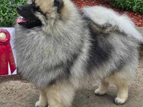 Great Lakes Keeshond Club of Michigan Specialty #2 - Conformation Results