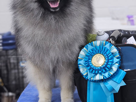 OHBIS Ann Arbor Kennel Club, Monroe, MI
