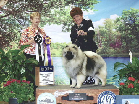 Heart of America Keeshond Club Specialty #2- Conformation Results
