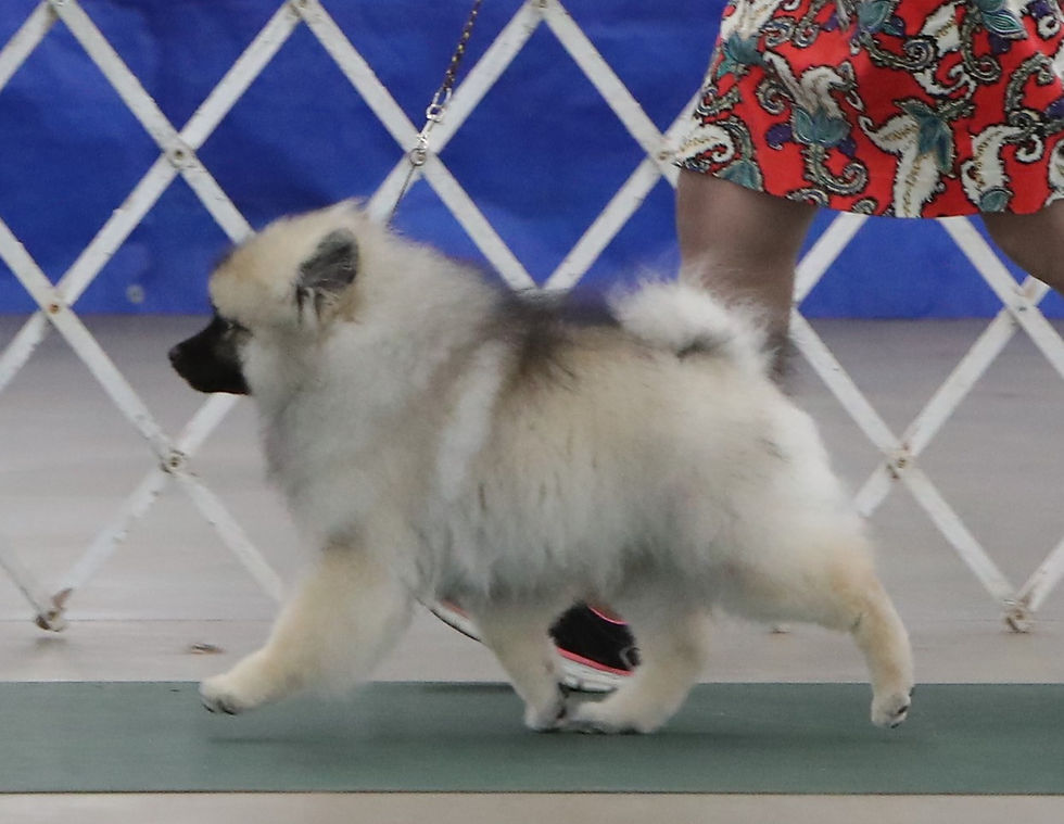 Thumbnail: CH Skyline's Spare Change @ Chic