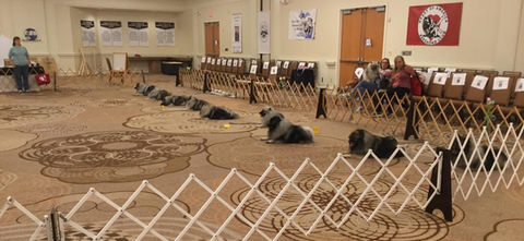 Keeshond in Obedience Trials