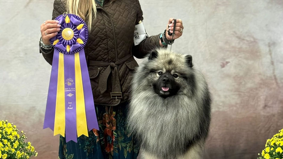 Pacific Crest Keeshond Club Specialty #2 - Conformation Results