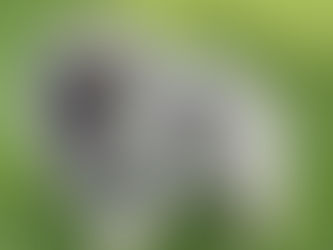 Keeshond Fanciers of Central States Specialty #2- Conformation Results