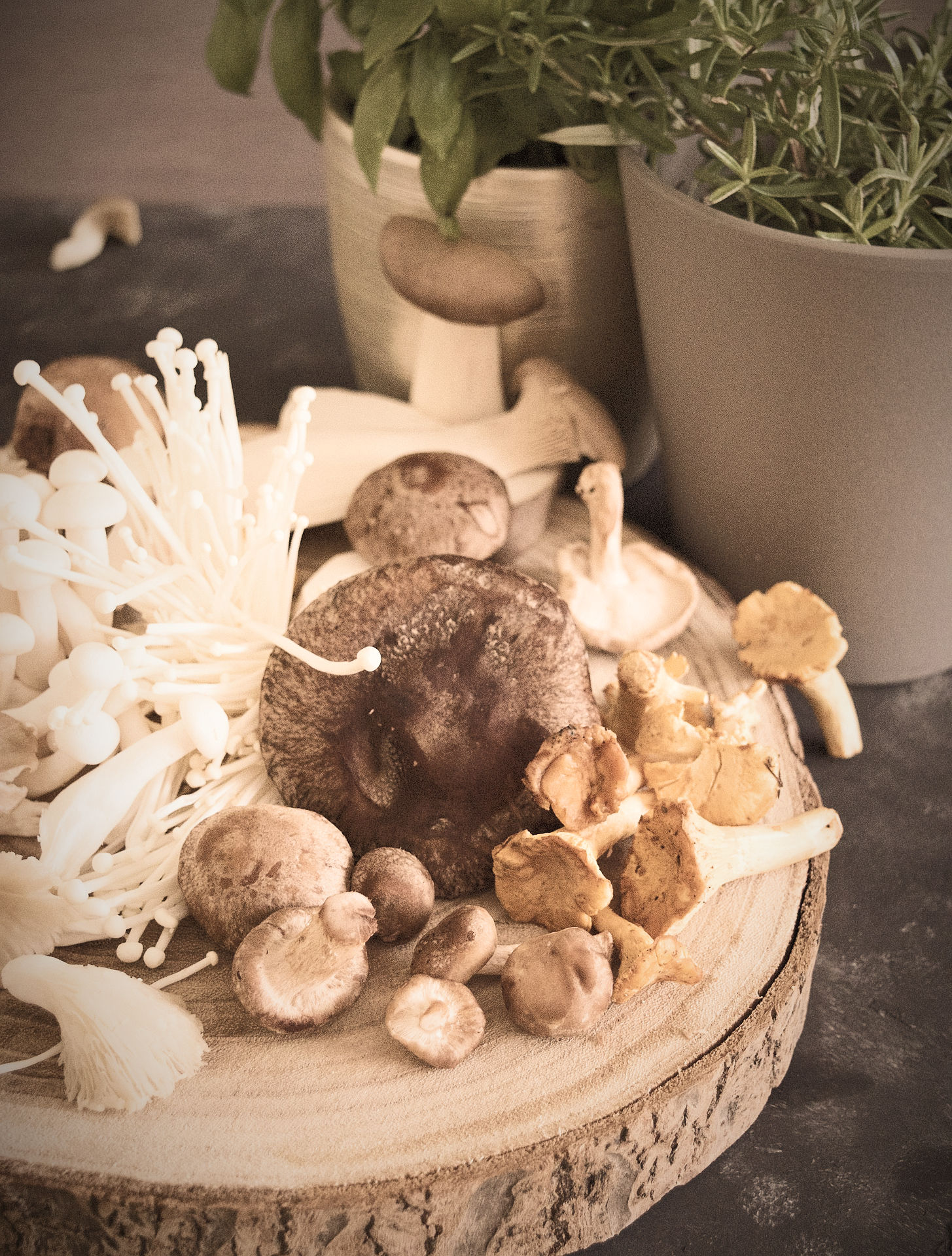 verschiedene Vitalpilze