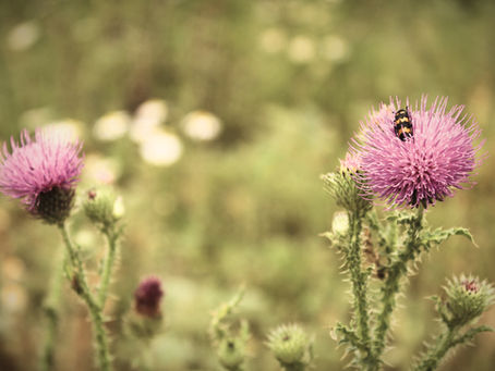 Die Mariendistel – Ein Schutzschild für die Leber