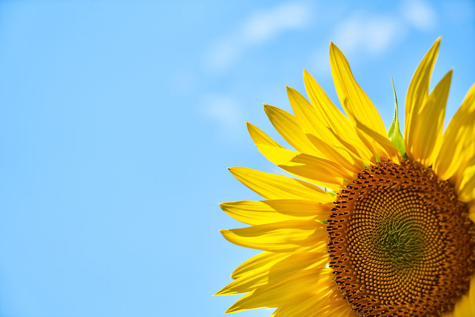 sunflower-3616249.jpg