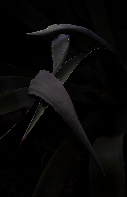 aloes-BD.jpg