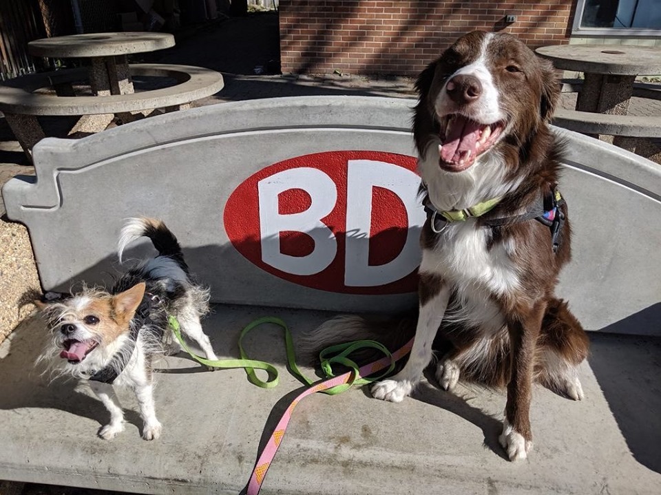 InHome Boarding Pliant Pack Positive Dog Training