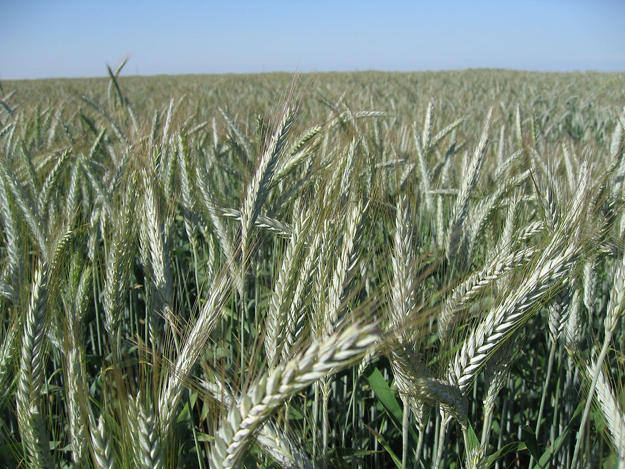 Real Or Not? The Internet Can’t Stop Debating Whether Chappell Roan’s Grammys Tattoos Are Permanent