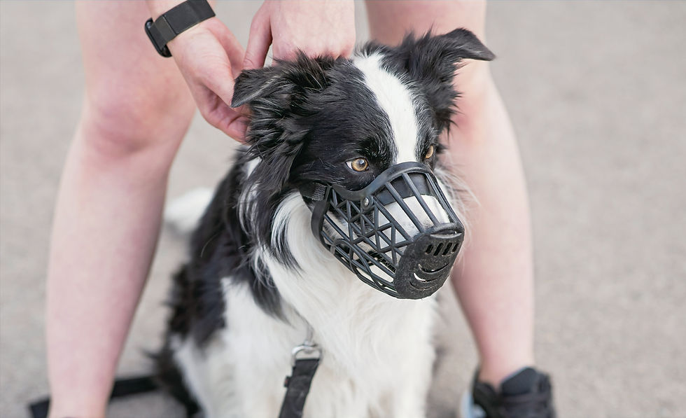 aggressive dog in training