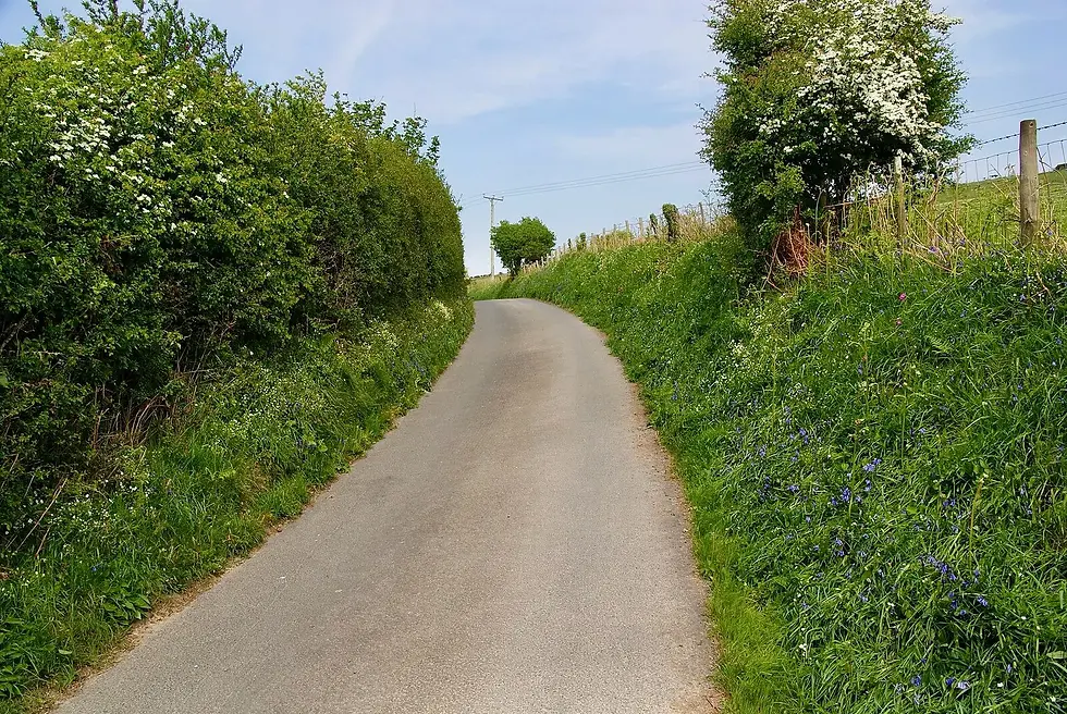 Figure 4: Hedgerows along a lane in Tirymynach, Wales. Between the 1940s and the 1990s, the UK lost half its iconic hedges due to intensive farming practices (Boaden, 2011).