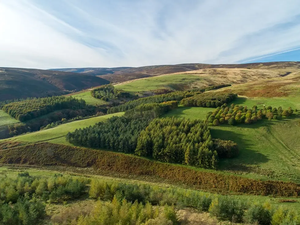 Figure 3: Agroforestry at Glensaugh, north-east Scotland, an upland livestock research farm managed by the James Hutton Institute (The James Hutton Institute, n.d.).