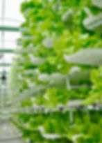 Figure 3: Lettuce plants being grown in a vertically-stacked hydroponic system (Valcenteu, 2010).