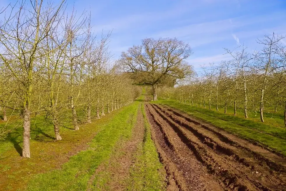 Figure 1: In-field agroforestry in an orchard in Herefordshire, England (Webb, 2016).