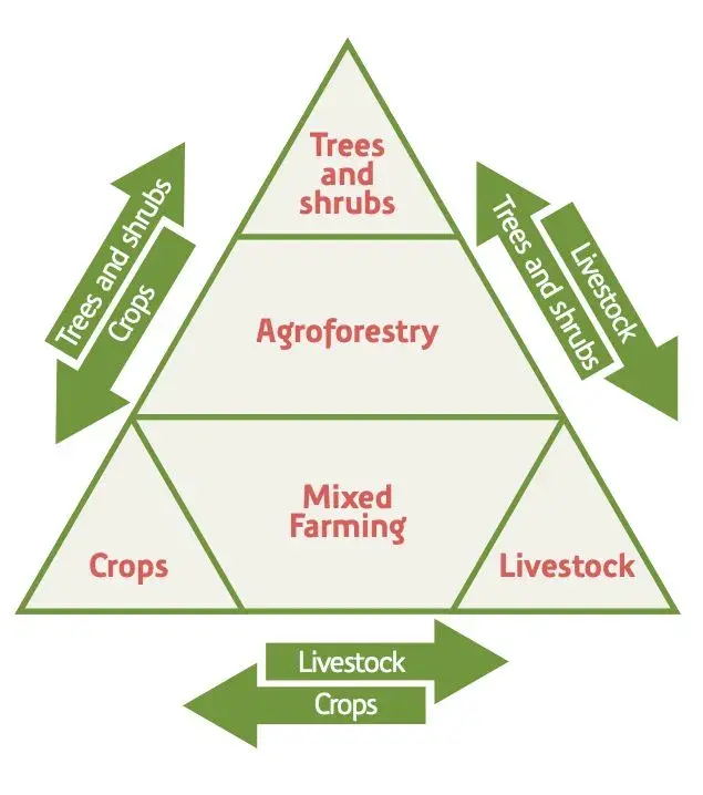 Figure 2: “Agroforestry involves the integration of trees and shrubs with either crop, livestock or mixed farming” (Raskin & Osborn, 2019, p.10).