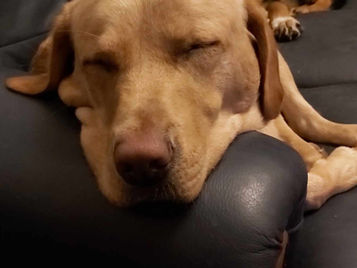 Let sleeping dogs.... Well, just let them sleep.