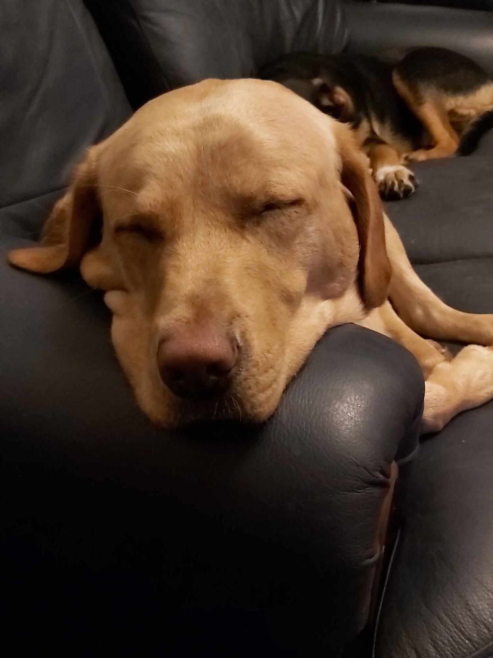 Let sleeping dogs.... Well, just let them sleep.