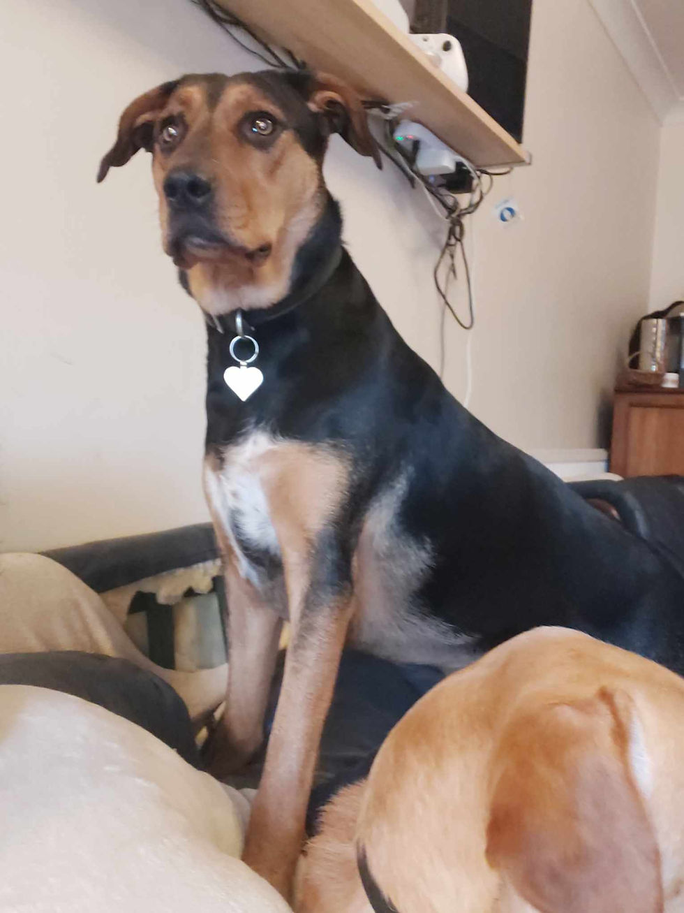 Dog trying to get your attention.