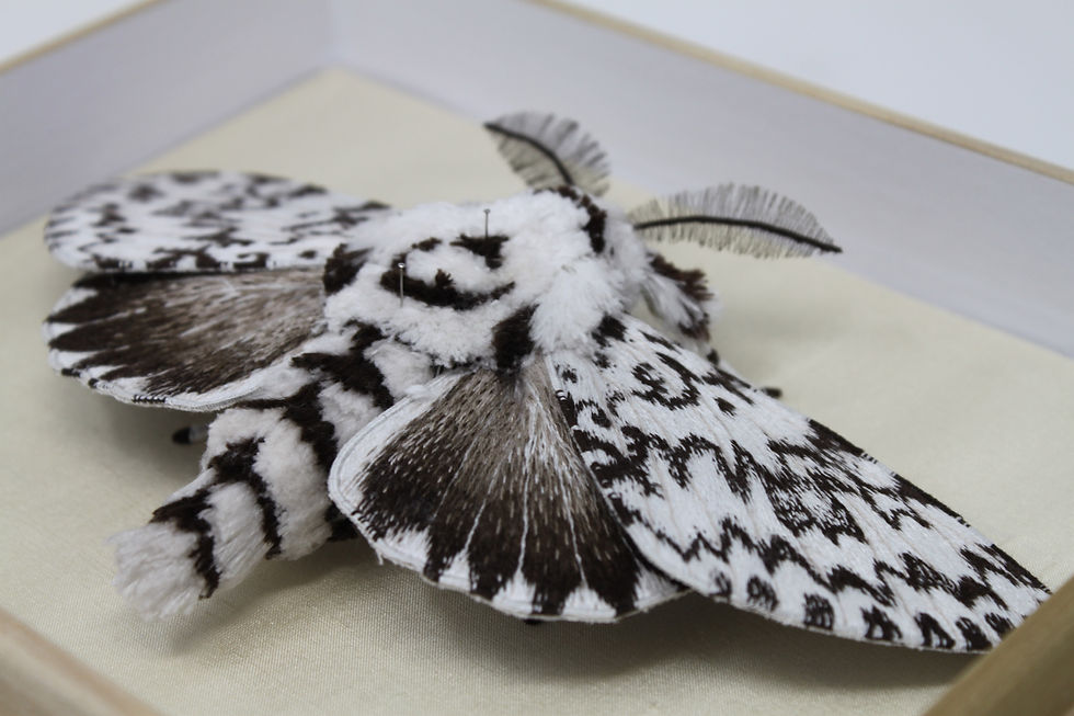 Photo of a large embroidered black and white moth, taken from an oblique angle.