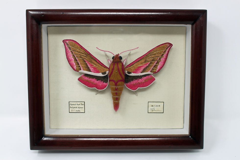 Photo of an embroidered moth in a mahogany case. The moth is pinned out and is a mixture of pink, brown, and olive