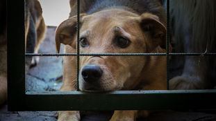Quando a negligência dos tutores compromete saúde dos pets