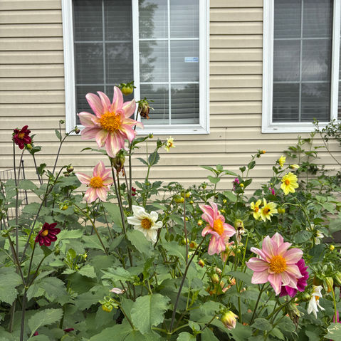 Beautiful Dahlias grown with organic practices