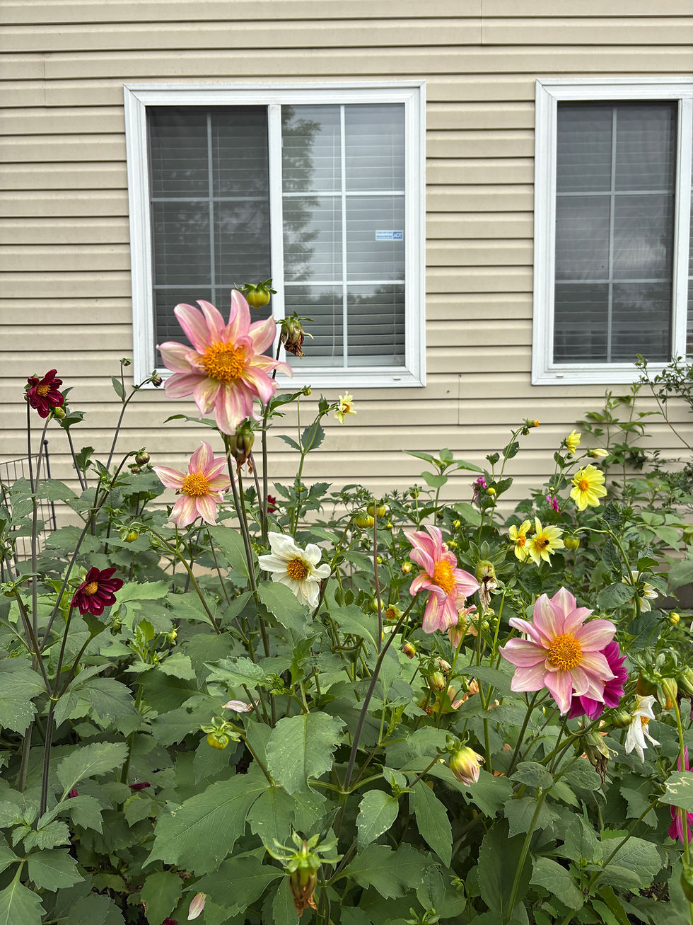 Beautiful Dahlias grown with organic practices