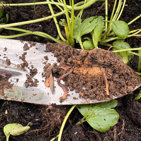 My Soil Was Tainted: A First-Time Gardening Fail (and What I Learned)