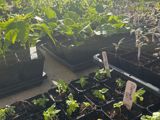 Blooming for the Kitchen: My Edible Garden Plans This Year