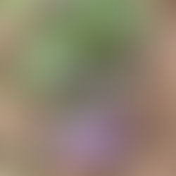 The Gardening Year Has Begun