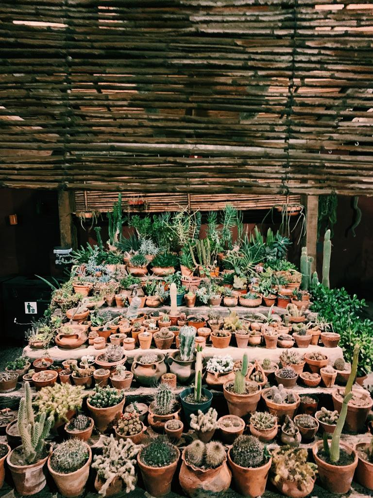 Coleção de cactos em Purmamarca, Jujuy - Argentina