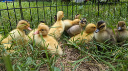 Ducklings