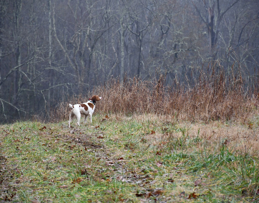 Willie2 (3) (1) (1).JPG