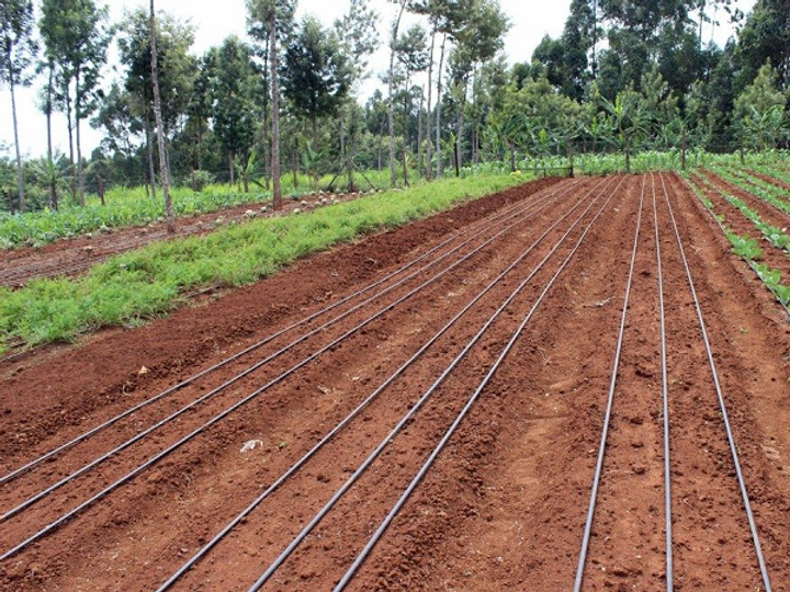 drip-irrigation-shamba-Kenya.png