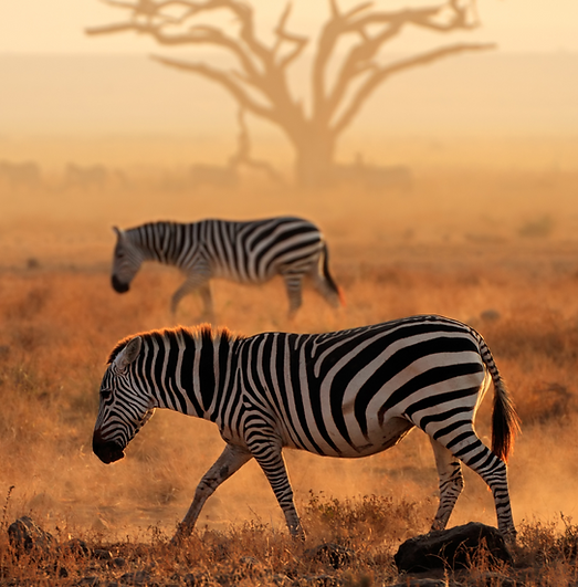 Zèbres dans la savane