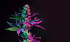 AdobeStock_441612438.jpeg