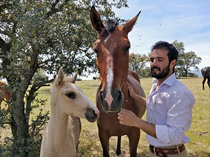 Veterinario equino n Madrid