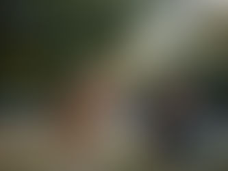 ¿Los perros realmente sienten celos? Lo que dice la ciencia