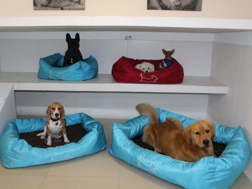 Verano 2025: los cuidados fundamentales antes de dejar a tu mascota en una guardería.