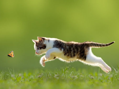 Una investigación científica sorprendió al revelar que los gatos pueden comer más de 2000 especies de animales.