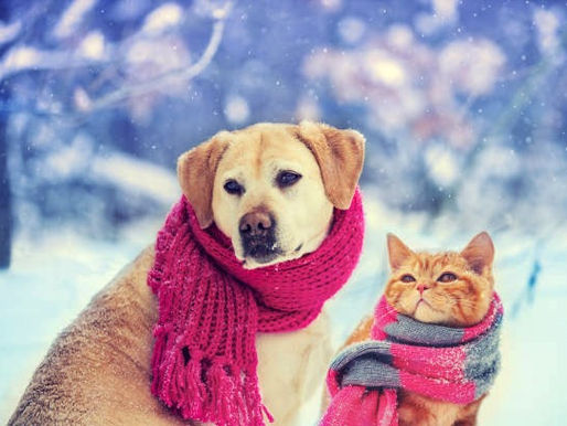 6 maneras de proteger a tu mascota del frío este invierno.